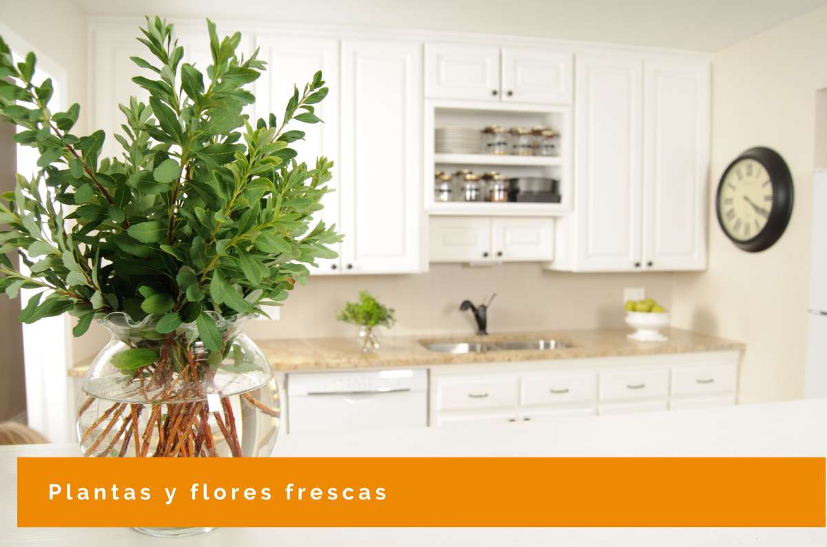 Plantas y flores para decoración veraniega